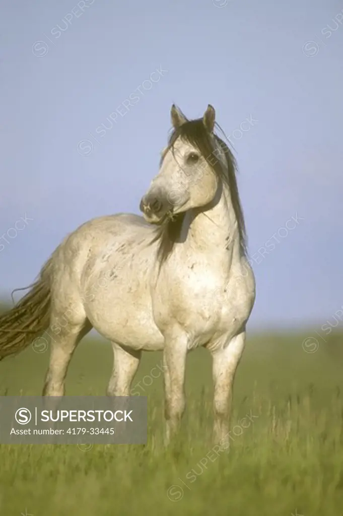 Wild (Feral) Stallion, Nokota Horse Conservancy, Emmons Co., ND, NOrth Dakota