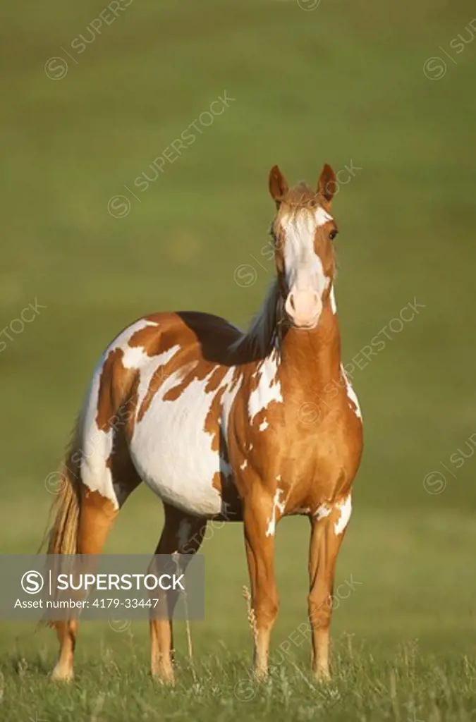 Wild Horse: Mustang Mare, Nokota Horse Conservancy, Emmons Co., ND,  North Dakota
