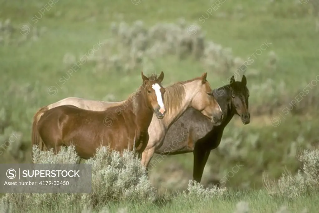 Band of Wild/Feral Horses, mid-June, Theodore Roosevelt NP, ND