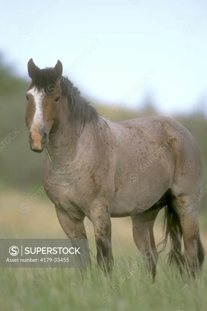 Wild (Feral) Stallion (Equus caballus), Theodore Roosevelt NP, ND, June