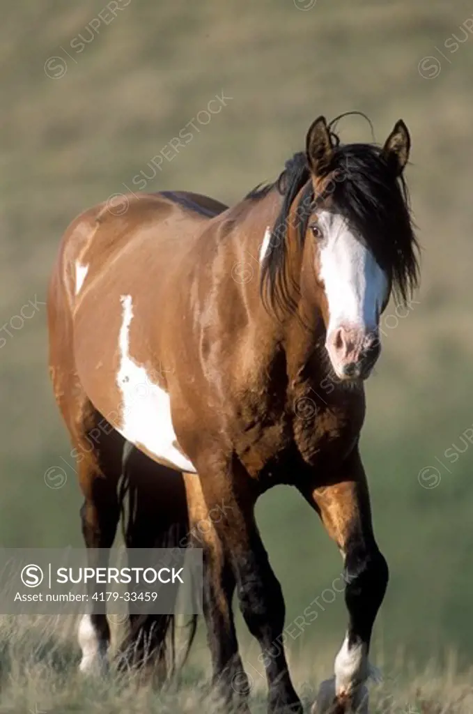 Wild (Feral) Stallion (Equus caballus), Nokota Horse Conservancy, ND