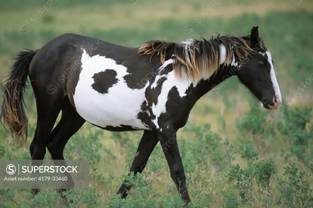 Wild (Feral) Mare (Equus caballus), Nokota Horse Conservancy, North Dakota