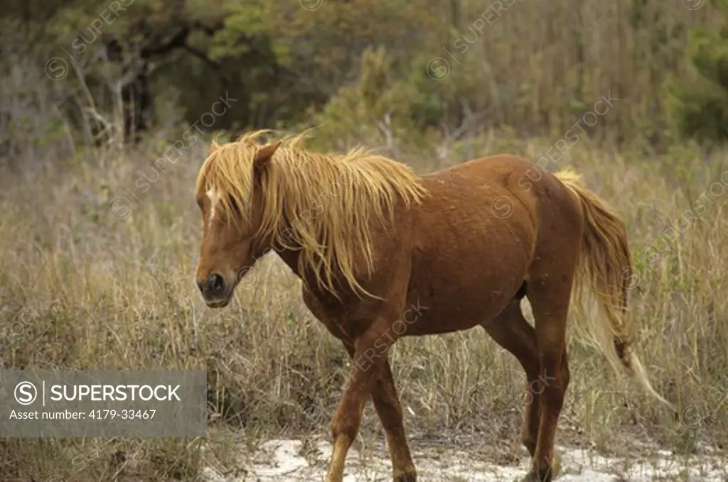 Wild Ponies, Chincoteague NWR, VA, Virginia