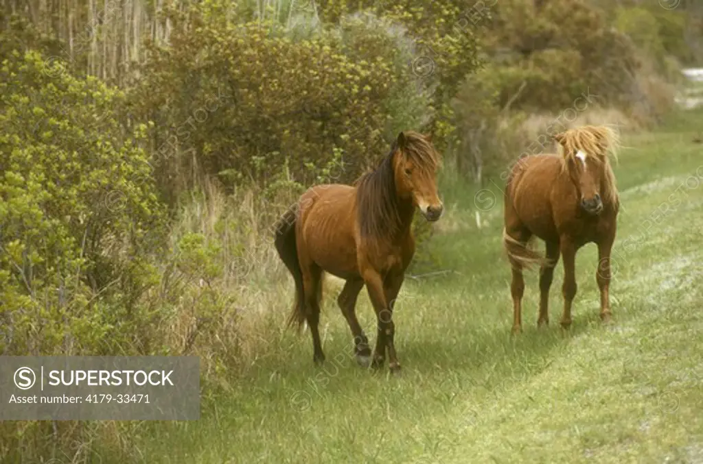 Wild Ponies Chincoteague Natl Wildlife Refuge - Virginia
