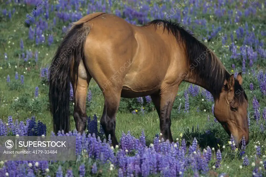 Wild Mustang, Mare grazing,  Pryor Mountain Horse Range, Montana