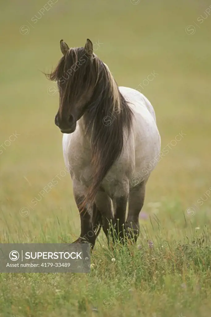 Spanish Mustang Stallion w/ Long Two-color Mane near Oshoto, Wyoming (PR)