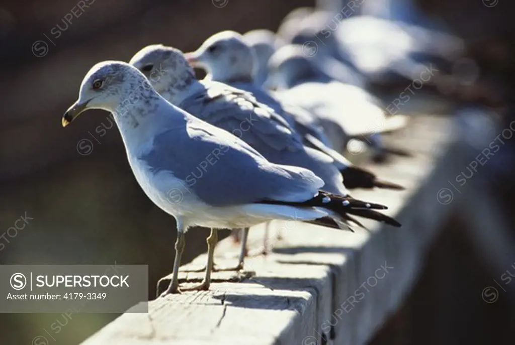 Ring-billed Gulls, Birmingham, Alabama