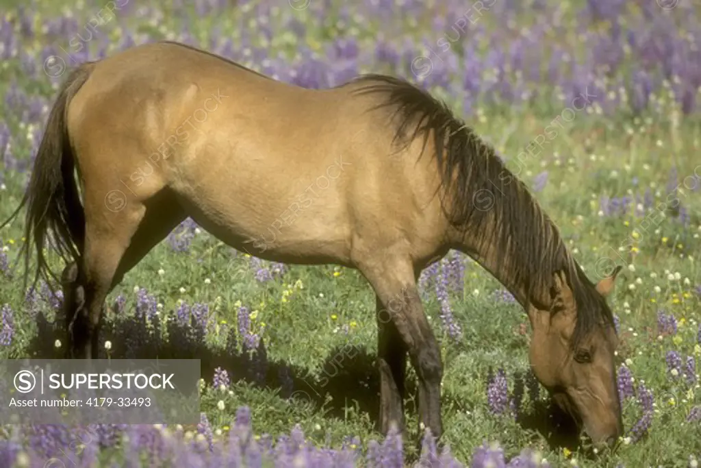 Wild Mustang Mare Grazes in Lupine/Mountain Meadow/Pryor Mtn Wild Horse Range, MT