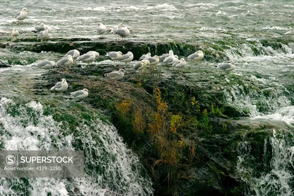 Ring-billed gulls on waterfall (Larus delawarensis) Niagara River before falls, NY