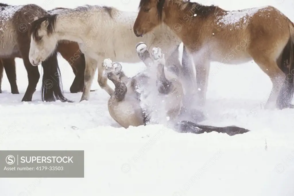 Spanish Mustangs Horse Rolling in Snow in Winter Cayuse Ranch/WY         PR