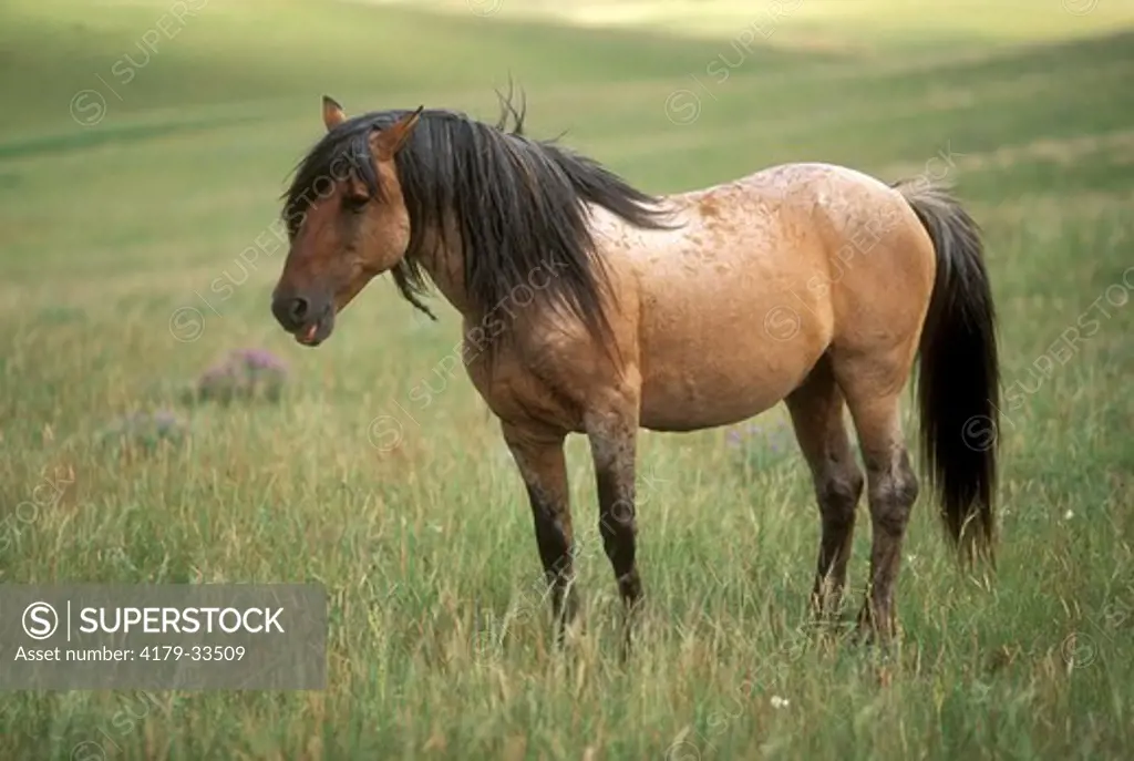 Spanish Mustangs Stallion near Oshoto Wyoming P.R.