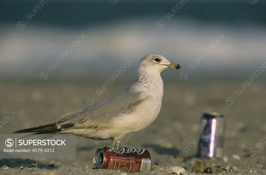 Ring-billed Gull picking at Trash on Beach, Captiva Is., FL