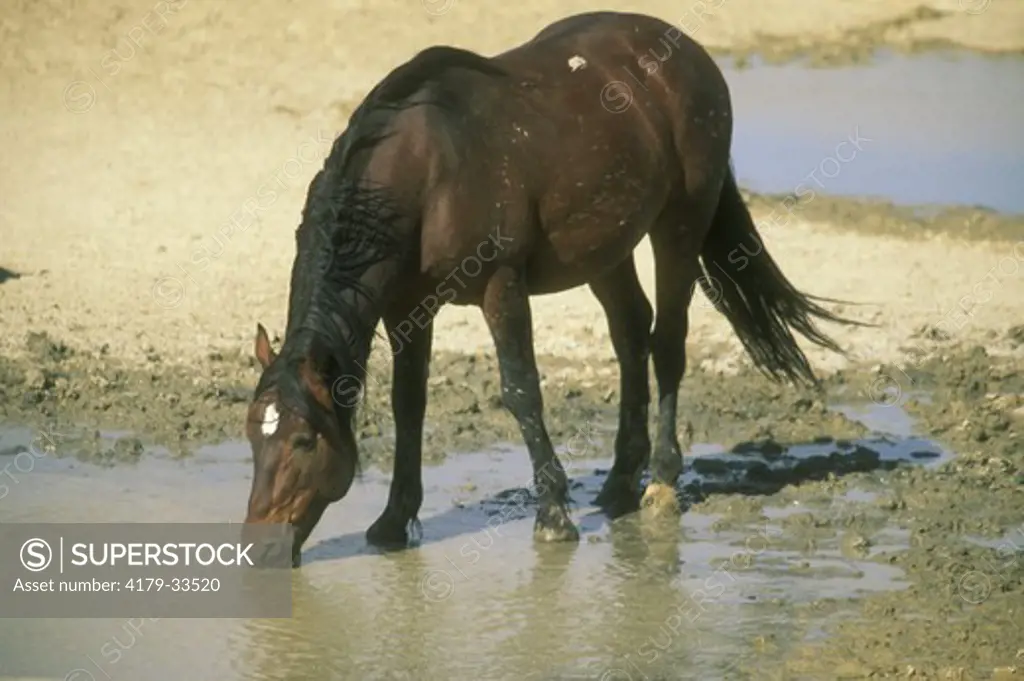Wild Mustang Stallion at Waterhole Red Desert, WY