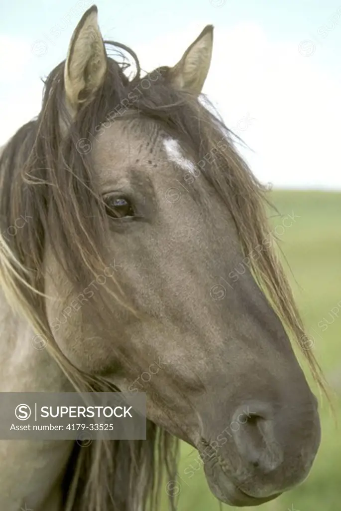 Spanish Mustangs P.R. Stallion w/ long mane near Oshoto, Wyoming