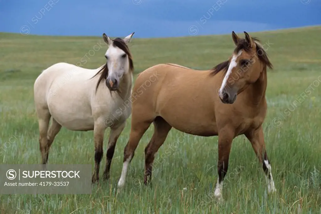 Spanish mustangs, pregnant mares, friends together, Oshoto, Wyoming *PR
