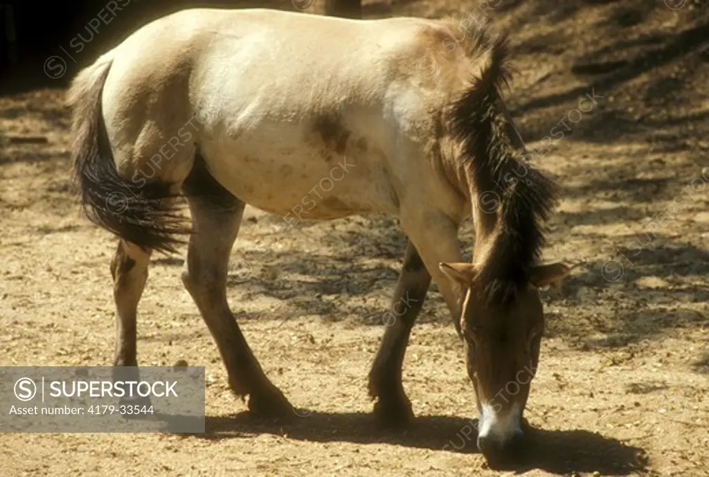 Mongolian Wild Horse (Equus przewalskii) Colombo Zoo, Sri Lanka