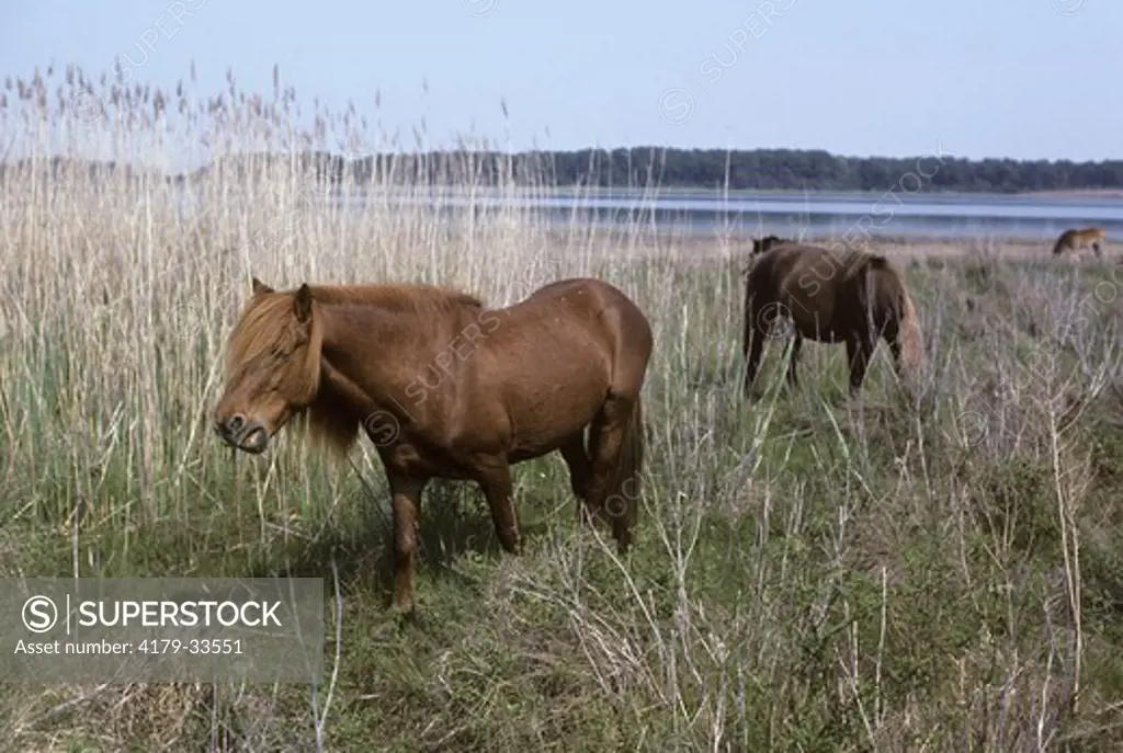 Chincoteague Ponies Chincoteague NWR - Virginia (Equus caballus) Virginia end of Assateague Island