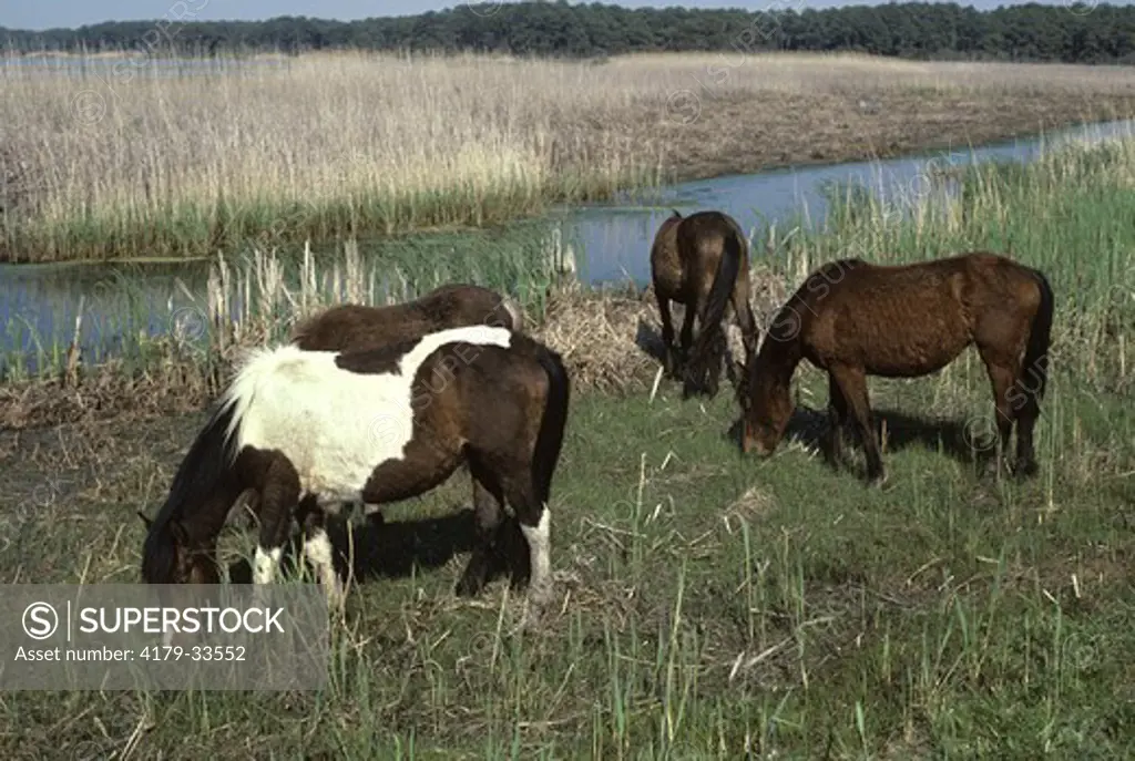 Chincoteague Ponies Chincoteague NWR - Virginia (Equus caballus)