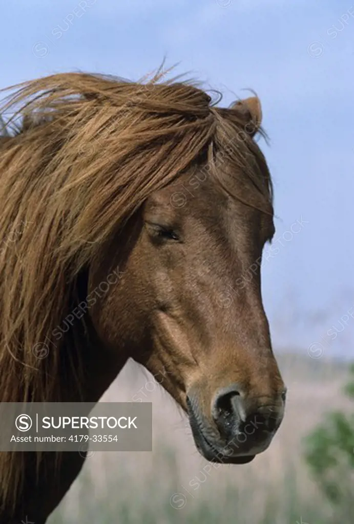 Wild Horse head portrait (Equus caballus) Chincoteague NWR - Virginia