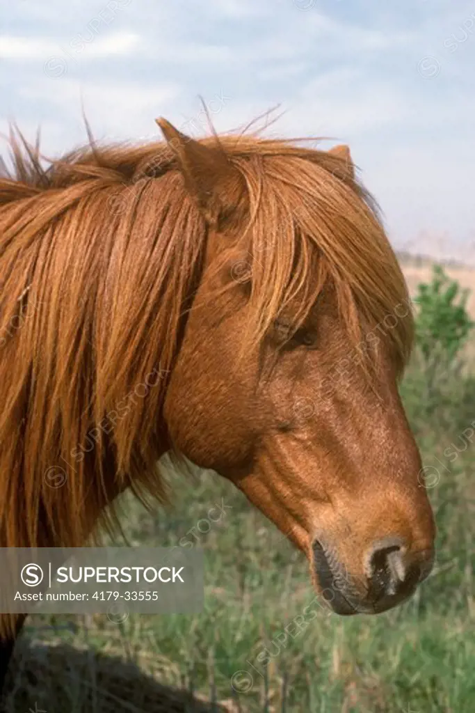 Wild Horse (Equus caballus) Chincoteague NWR Virginia