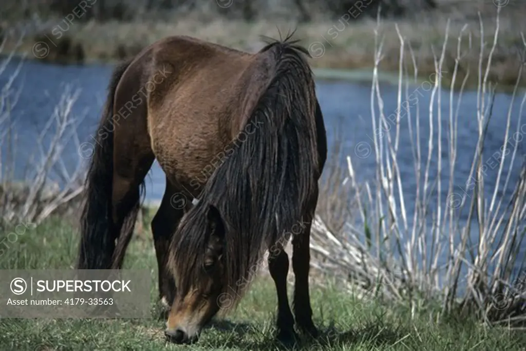 Chincoteague Pony feeding Chincoteague Natl wildlife Refuge - Virginia