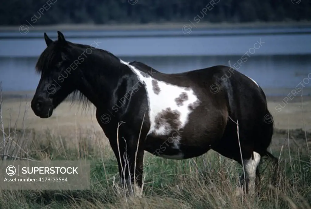 Chincoteague Pony, Pregnant Mare, Chincoteague NWR, Virginia