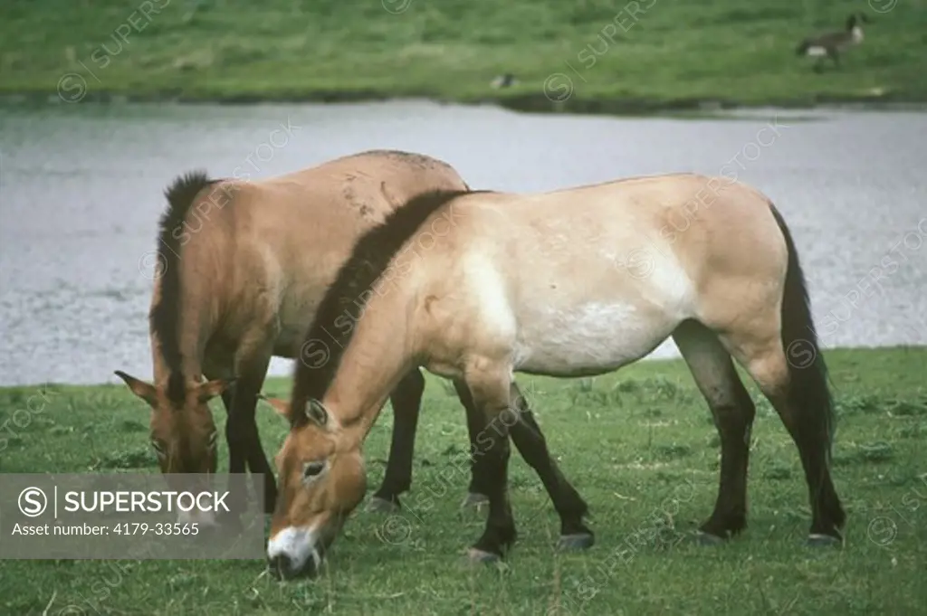 Przewalski's Horse (Equus Caballus) or (Equus przewalski)