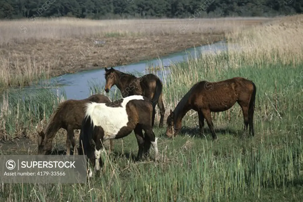 Chincoteague Ponies Chincoteague Natl Wildlife Refuge - Virginia