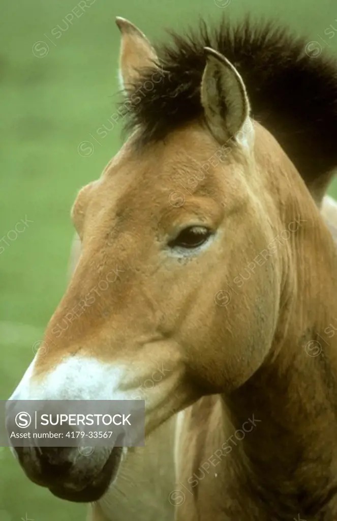 Przewalski Horse (Equus przwalski), wild Mongolian horse