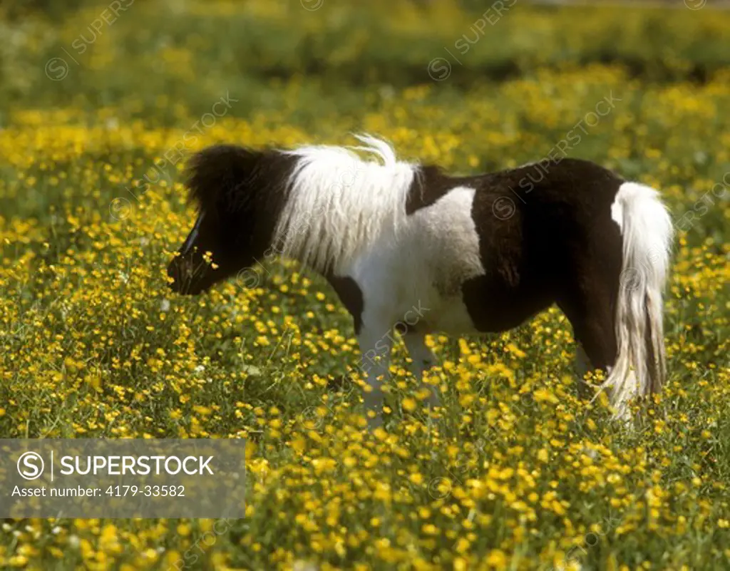 Shetland Pony Germany