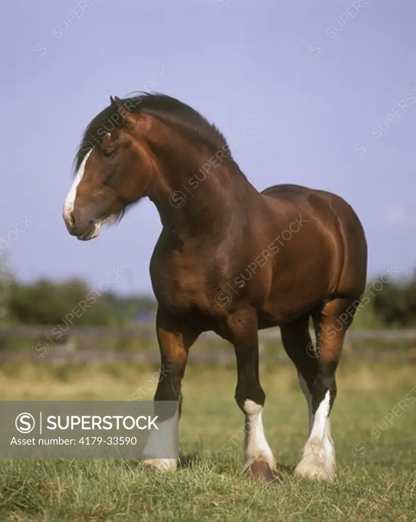 Shire Horse, stallion, England