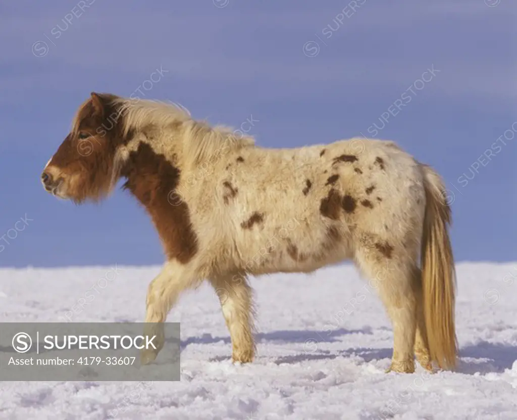 Shetland Pony In Winter Germany