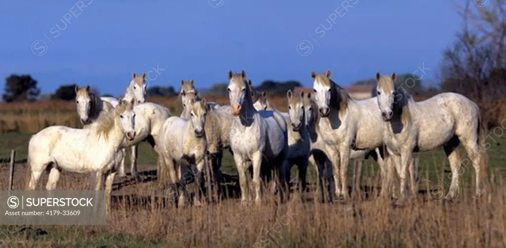 HERD OF CAMARGUE HORSES France