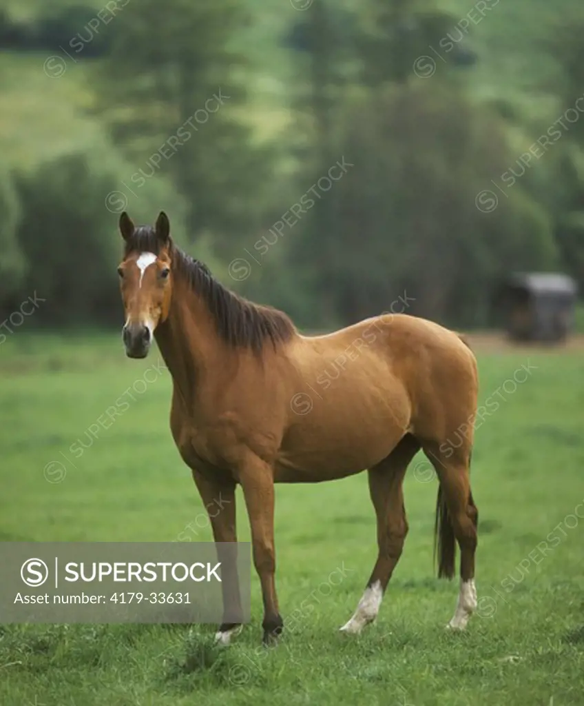 Horse: English Thoroughbred