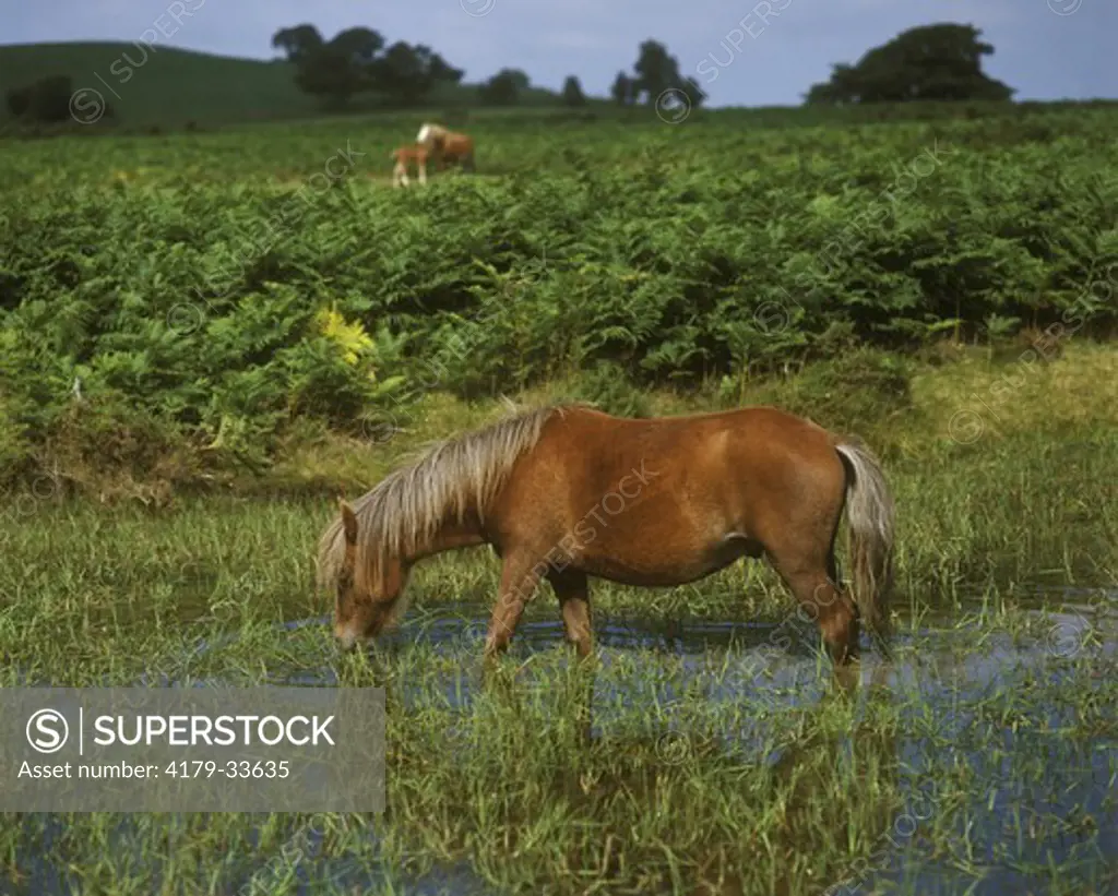 Welsh Pony grazing in pond living free in Brecon Beacon NP, Wales