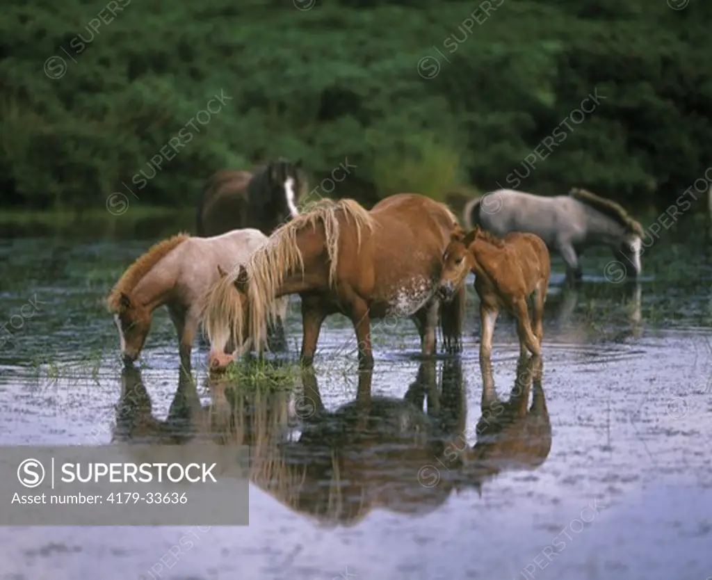 Welsh Ponies grazing in pond  living free in Brecon Beacon NP, Wales