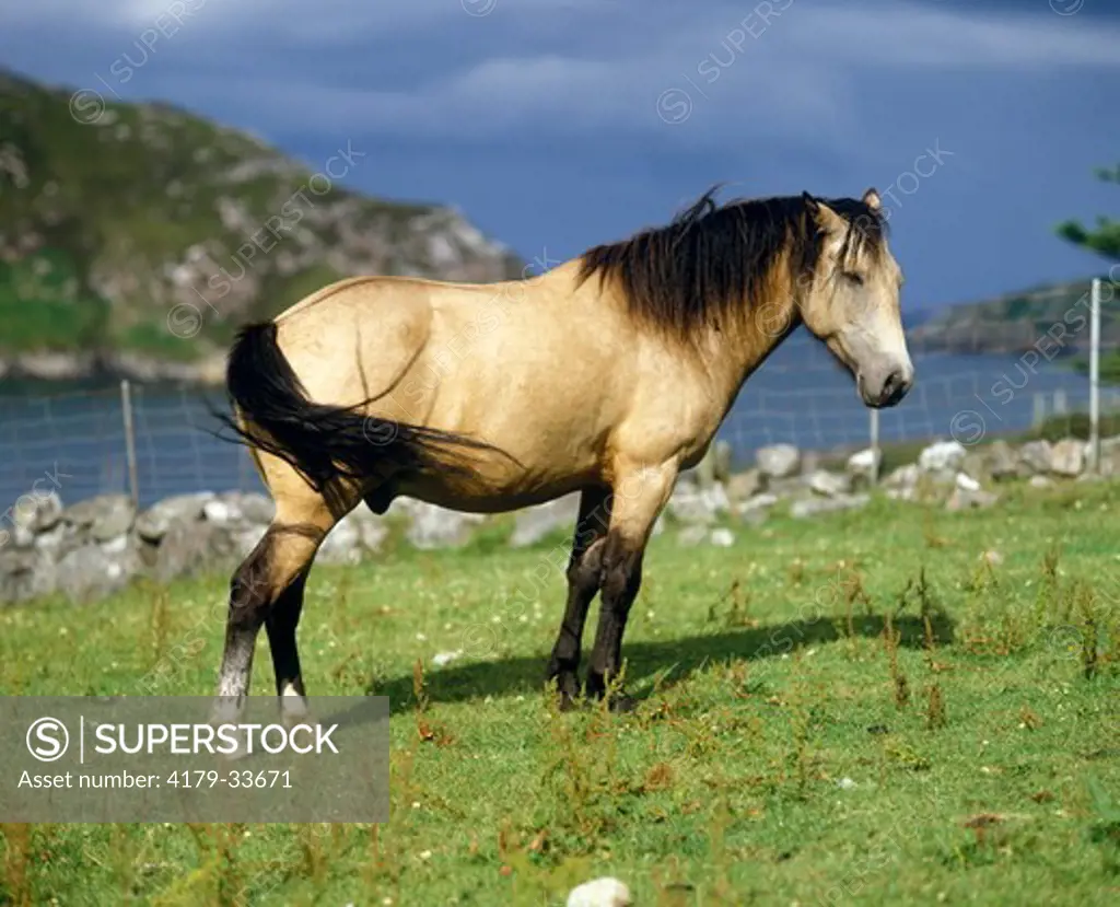 Highland Pony Typical Coloring of Western Isles       Hebrides