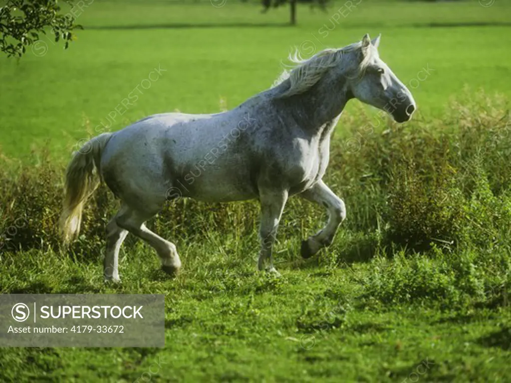 Connemara Stallion - Germany