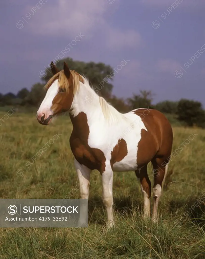 Paint Horse, England