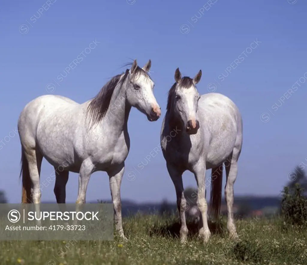 Arabian Horses, Germany