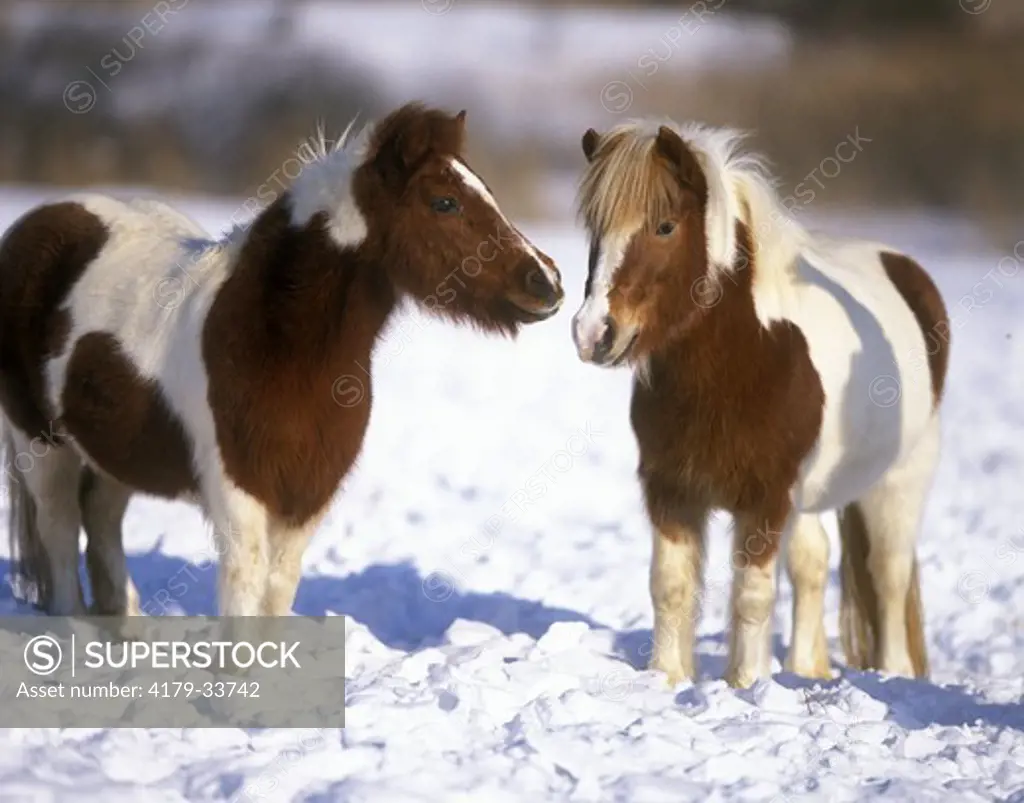Shetland Ponies in Winter