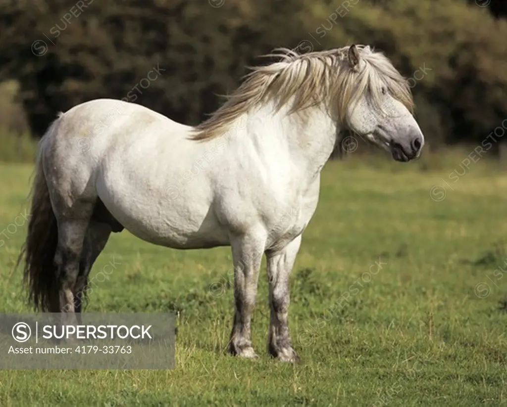 Scottish HIghland Pony Highland Garron, Stallion