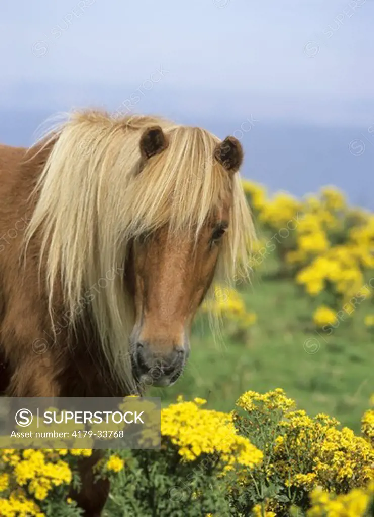 Icelandic Horse among Ragwort