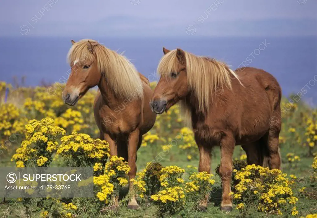 Icelandic Horses and Ragwort