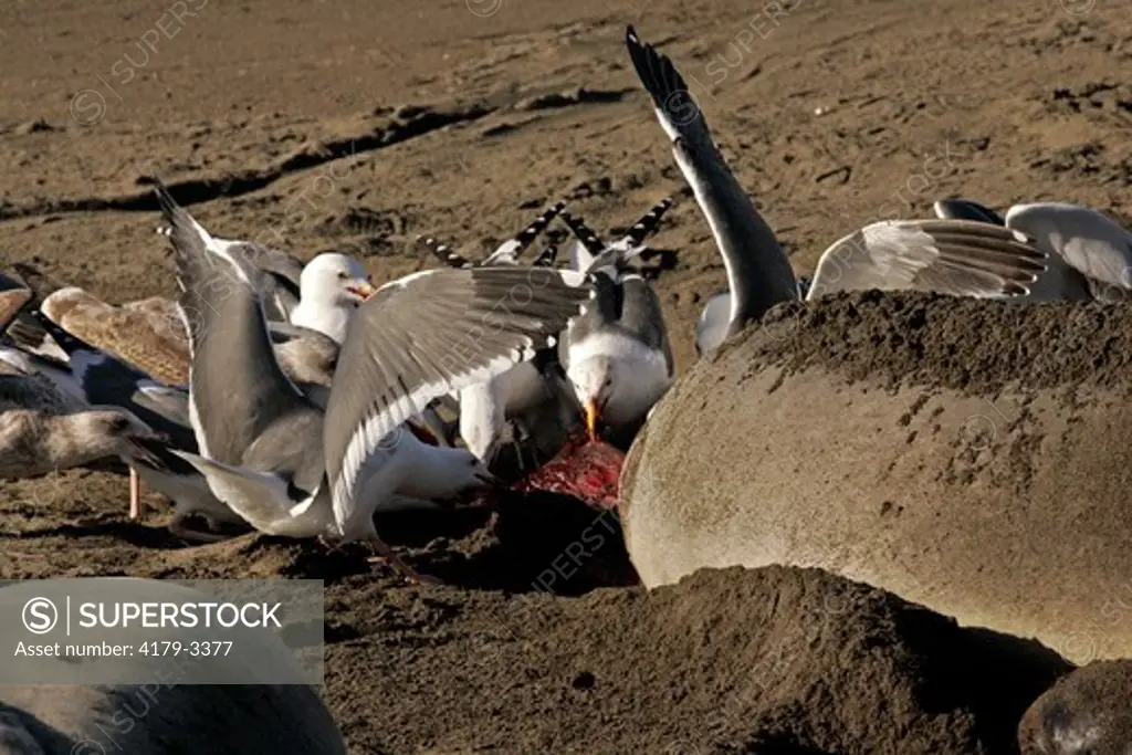 Western gulls (Larus occidentalis) feeding on afterbirth from elephant seal birth.  Piedras Blancas, CA