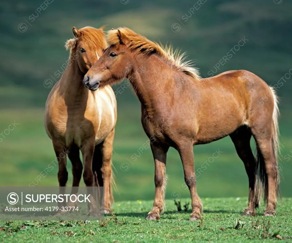 Two red Icelandic Horses standing together