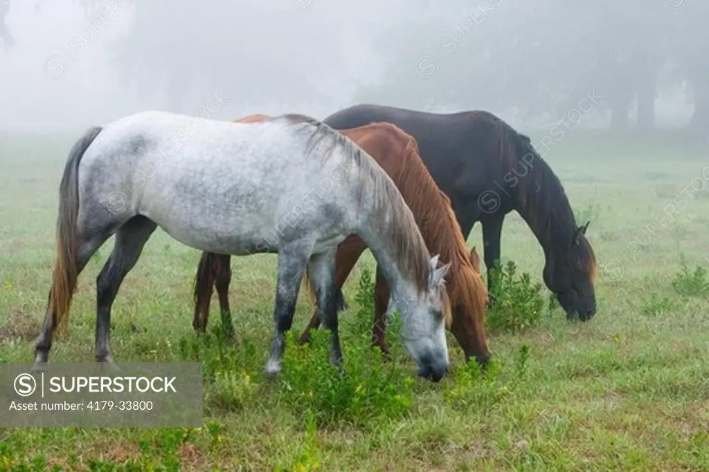 Showing different colorations of the Florida Cracker horses on a foggy morning (Equus caballus) Bushnell, FL