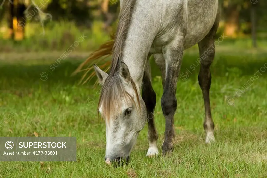 Florida Cracker mare (Equus caballus) Bushnell, FL