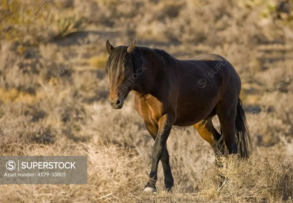 Wild Mustangs, Wheeler Peak herd, Nevada
