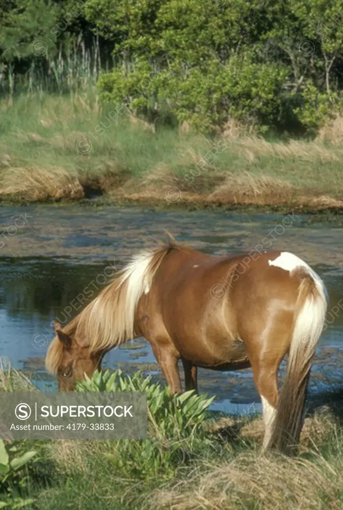 Wild Horse - Assateague Virginia - June '84